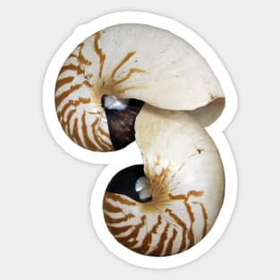 Nautilus Shell - photography by Avril Thomas - Adelaide / South Australia Artist Sticker